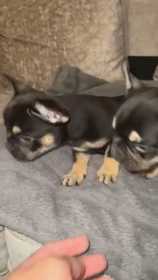 French Bulldog