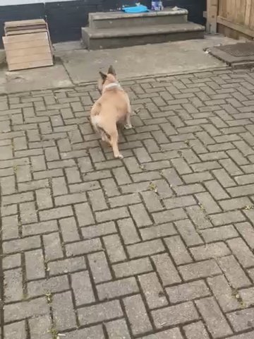 French Bulldog