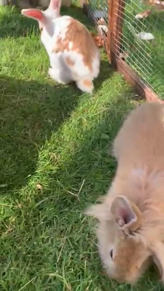 beautiful blue eyed mini lops