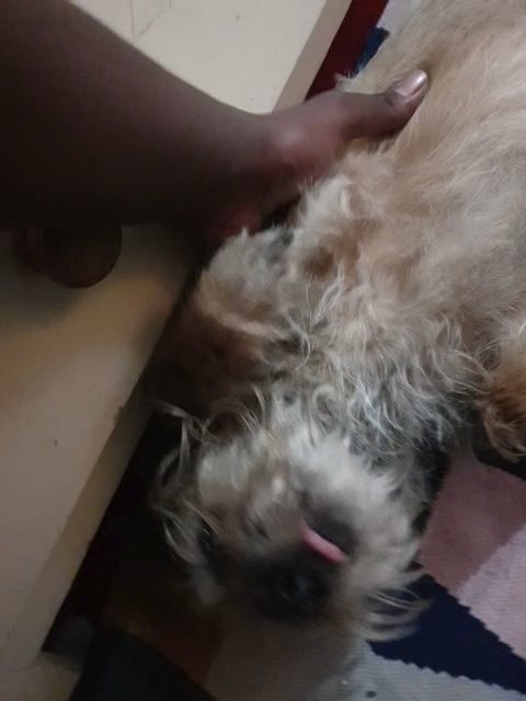 FREE DOG