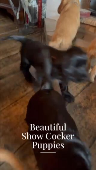 Beautiful Show Cocker Spaniel Puppies