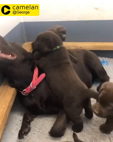 Eye-catching Chocolate Labrador retriever
