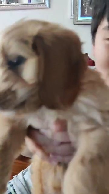 5months old cockapoo puppy boy
