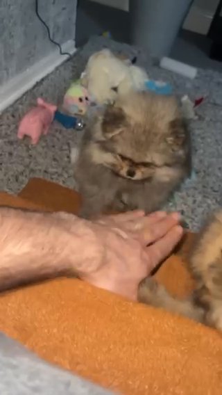 Pomeranian Toy