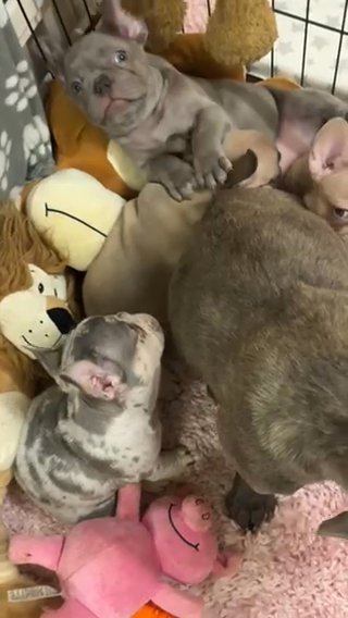 French Bulldog puppies Isabella carrier