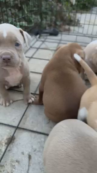 American Bully’s For Sale