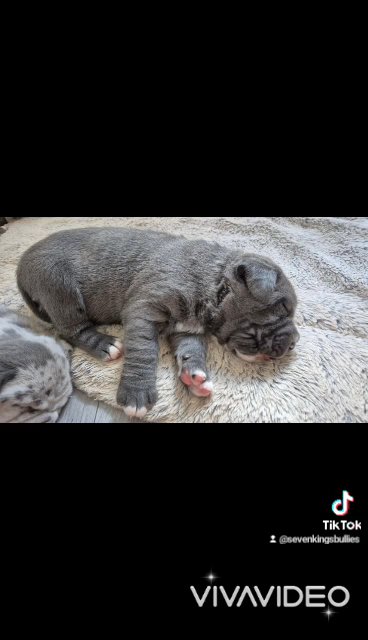 Neapolitan Mastiffs Puppies