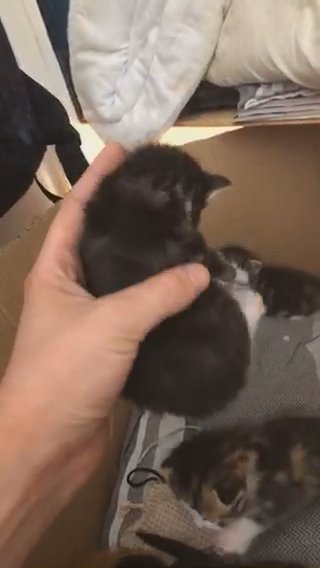 male tabby kittens