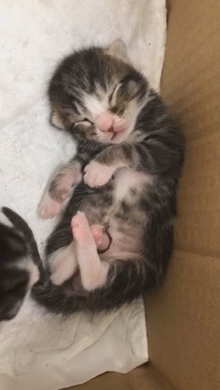 male kitten