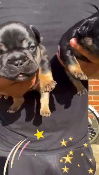 French Bulldog Puppies