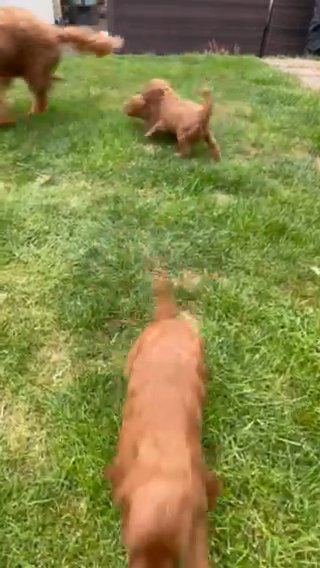 F1b Cockapoo’s, Health/genetic Clear