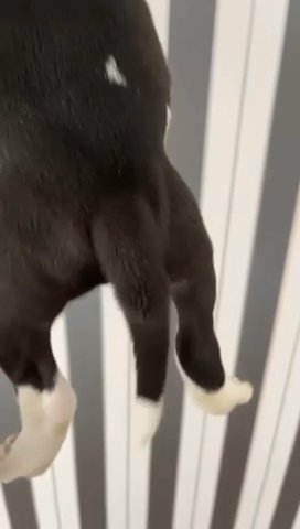 American Bully Puppies
