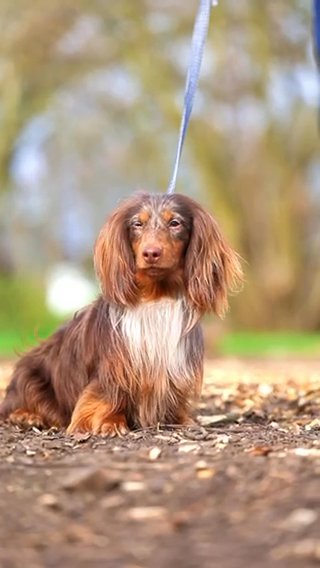 STUD chocolate Dapple Long Hair