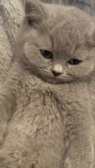 British Shorthair Blue Boys GCCF Registered Pedigree