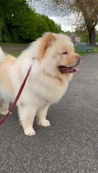 King Cody - Quality Stud