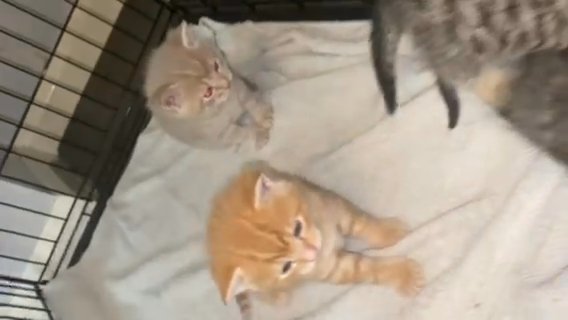 BSH kittens