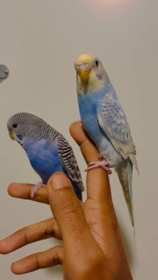 Hand Tamed/Untame Budige available for Sale