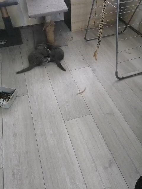 Bsh kittens