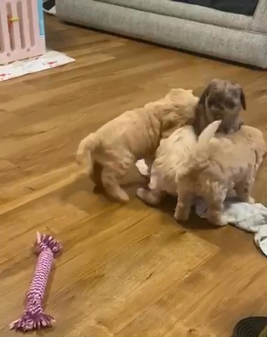Miniature Labradoodle Puppies