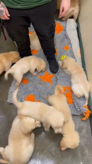 Stunning Kc Reg Golden Retrievers Ready Now
