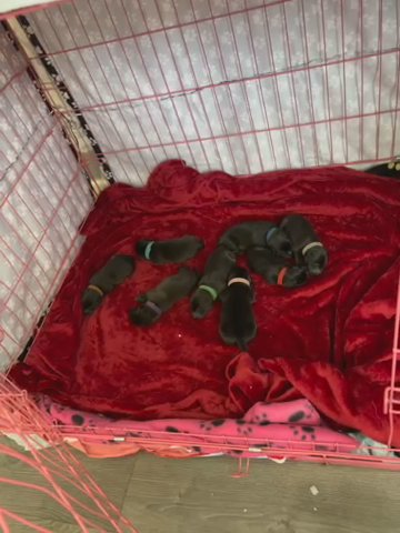 Kc lab (mum) husky x Akita x bully (dad) pups for sale