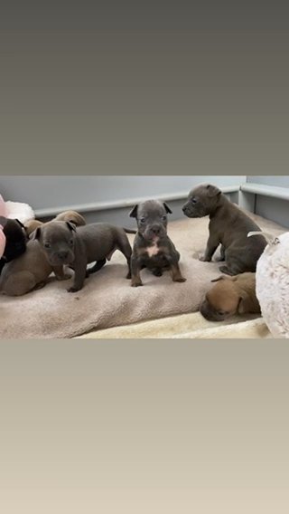 Frenchie X Bully
