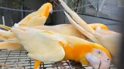 Lutino macaws  young babies