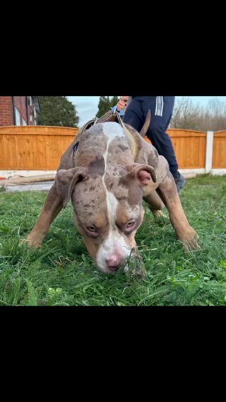 AMERICAN BULLY STUD ADVERTISEMENT
