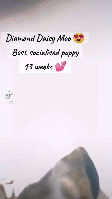?JAX DAX?VERY BEST LAST ?SOCIALED PUPPY AVAILABLE. TAKING NAMES FOR NEXT YEAR'S LAST LITTER FROM SAME MUM & DAD