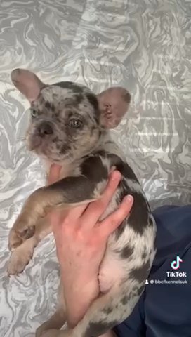 French Bulldog Lilac Tri