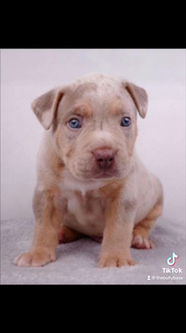 American Bully