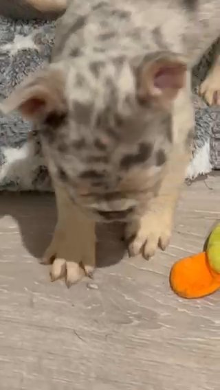 4 Kc French Bulldog 3 Boys 1 Girl