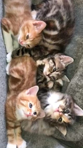 HEAVENLY KITTENS FOR SALE