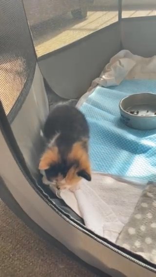 Tortoiseshell calico kitten