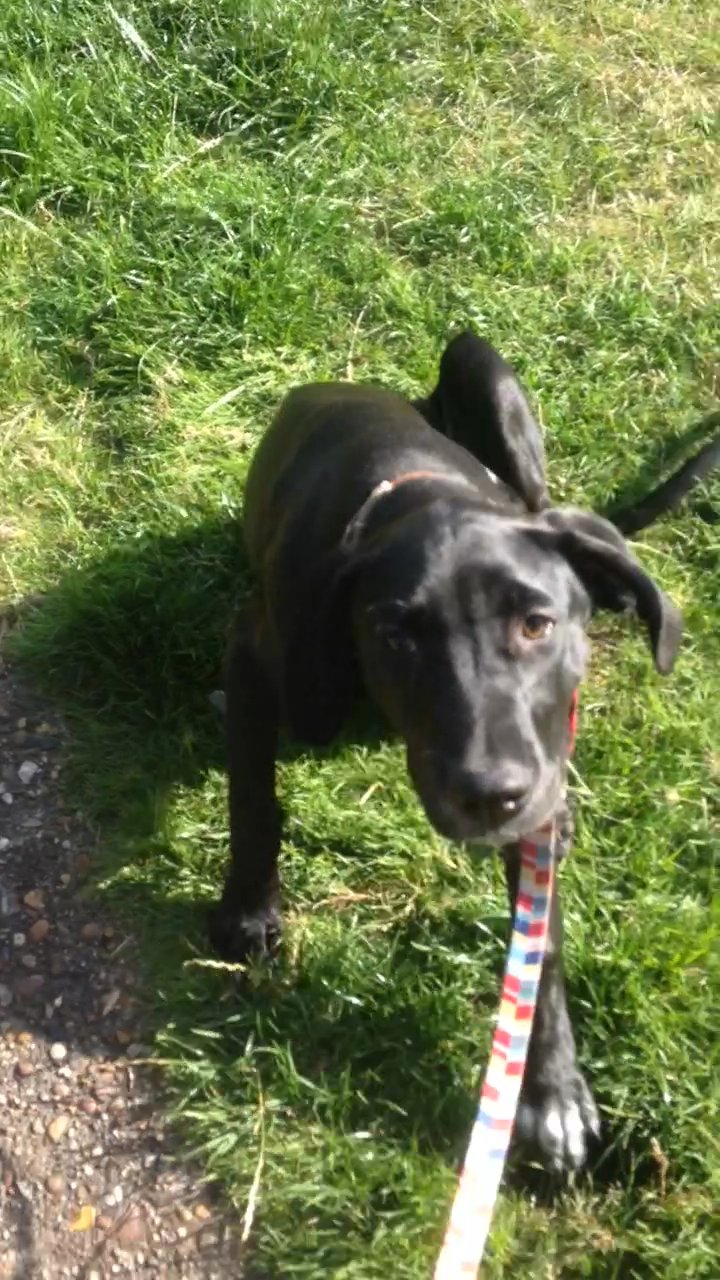 Beautiful Dalmador puppy for sale