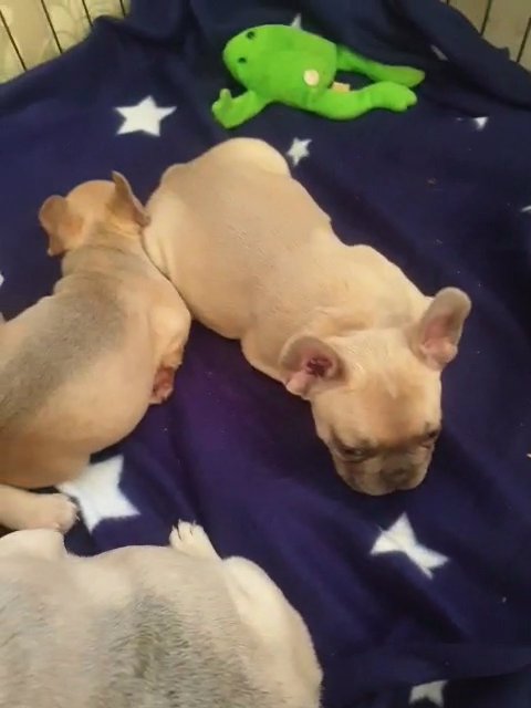 French bulldog male puppies