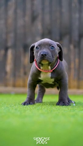 Narla X Diesel