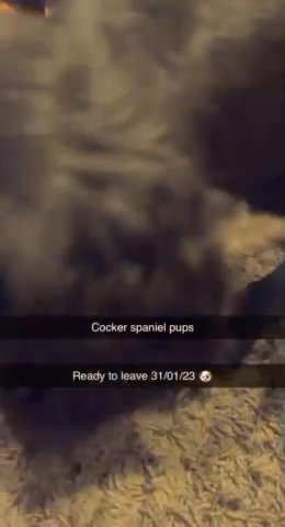 Cocker Spaniel Puppies
