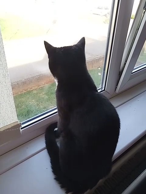 kitten