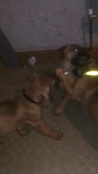 Stunning Ridgeback Puppies