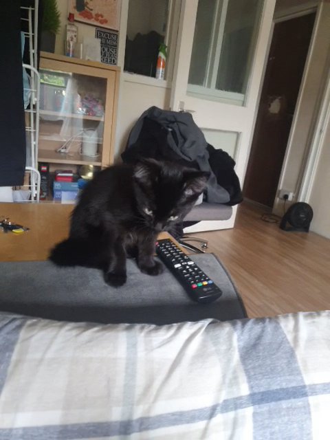 Baby kitten Mongral breed