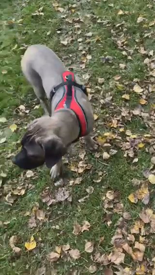 Pure Breed Cane Corso Puppy (female)