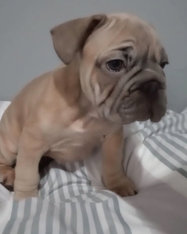 big rope french bulldog