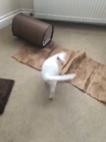 British Short Hair X Ragdoll Kitten