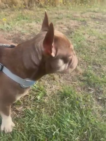 STUD ONLY - New Shade Rojo Reggie
