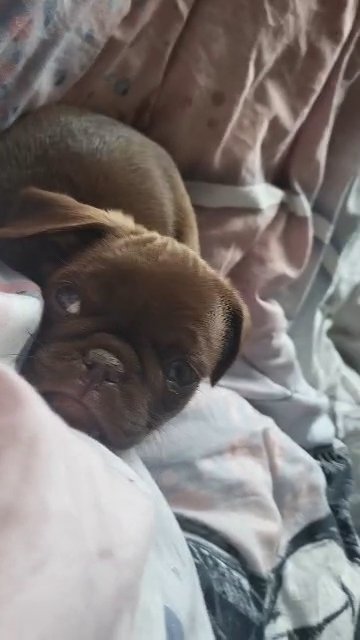 10 weeks old puppy