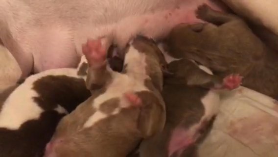 8 Beautiful American Bully Puppies may