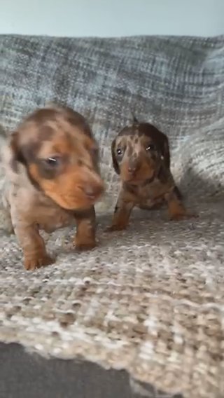 Minature Dachaunds