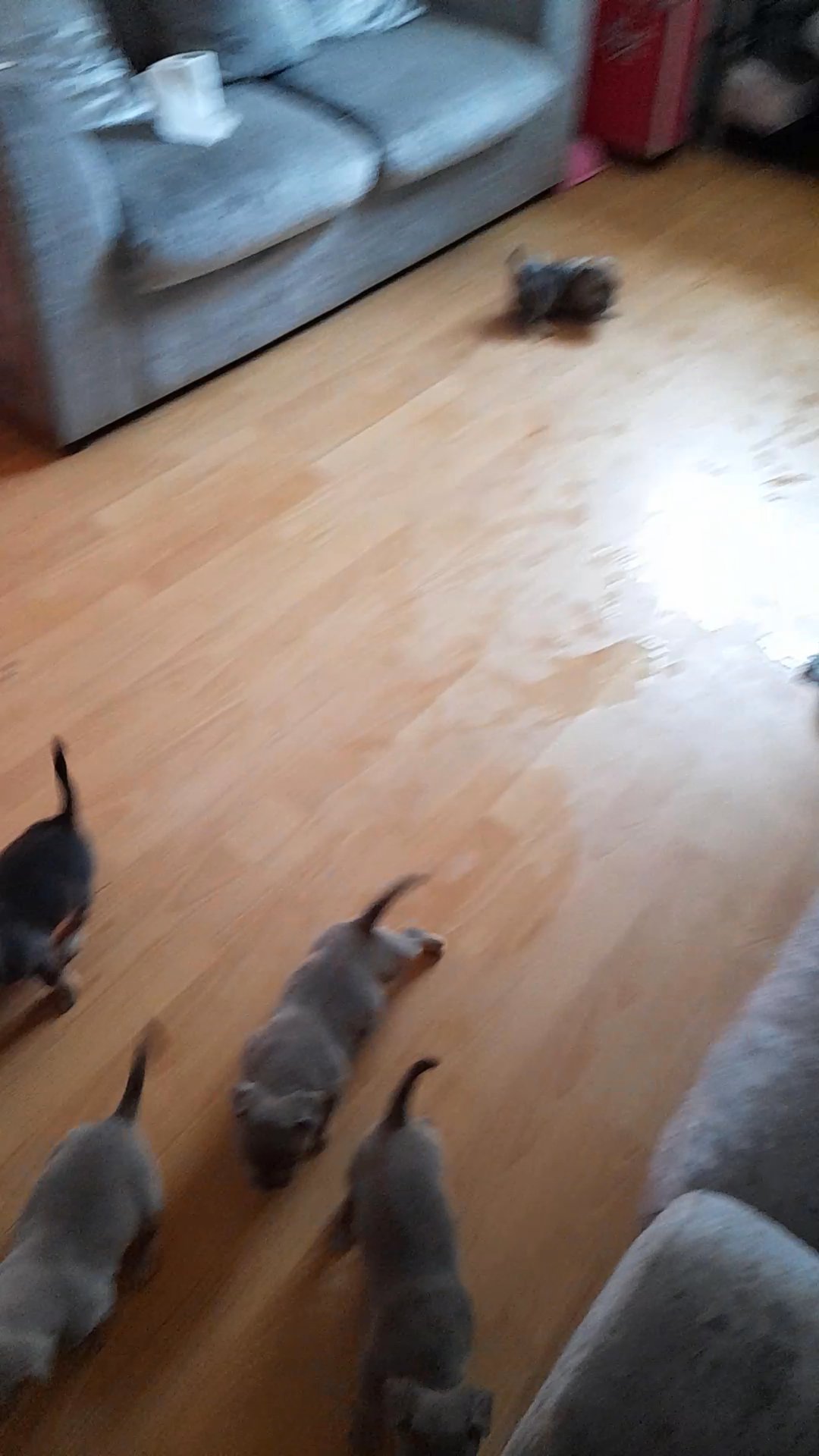 American bully's pockets