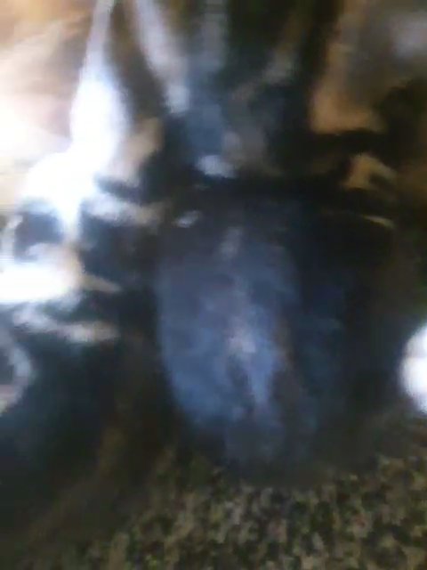 8 weeks kittens for sale